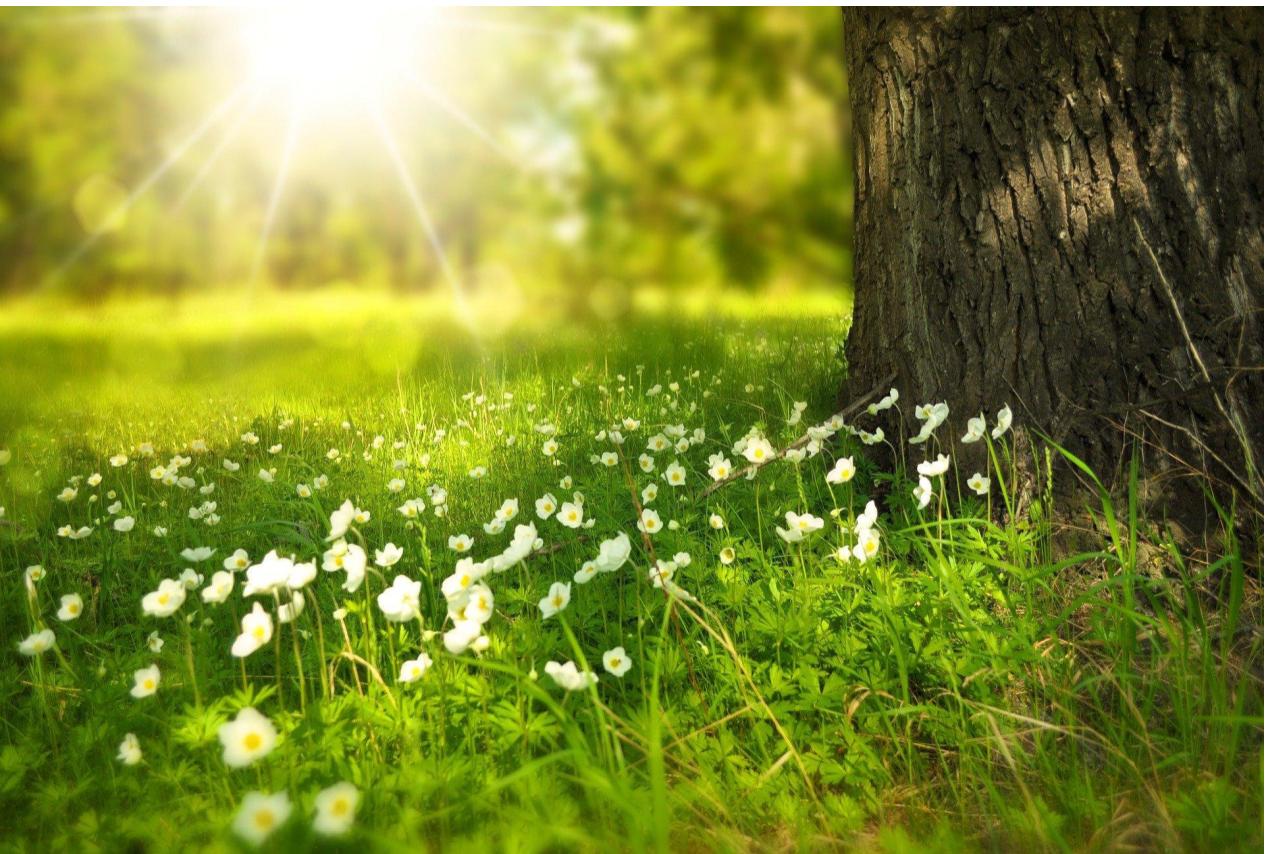 grass