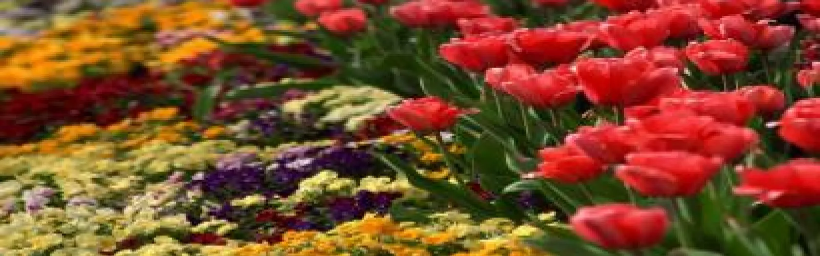 wildflowers